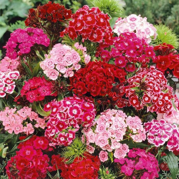 Dianthus (Any Color) - Plant - Image 2