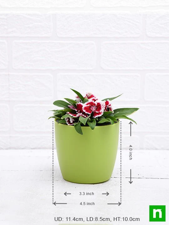 Dianthus (Pink White) - Plant - Image 3