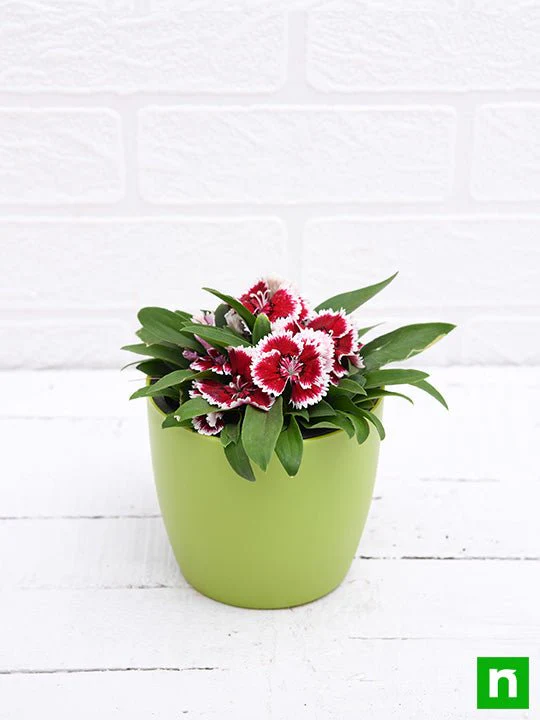 Dianthus (Pink White) - Plant - Image 4