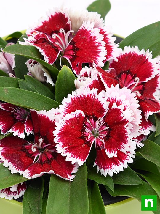 Dianthus (Pink White) - Plant - Image 5