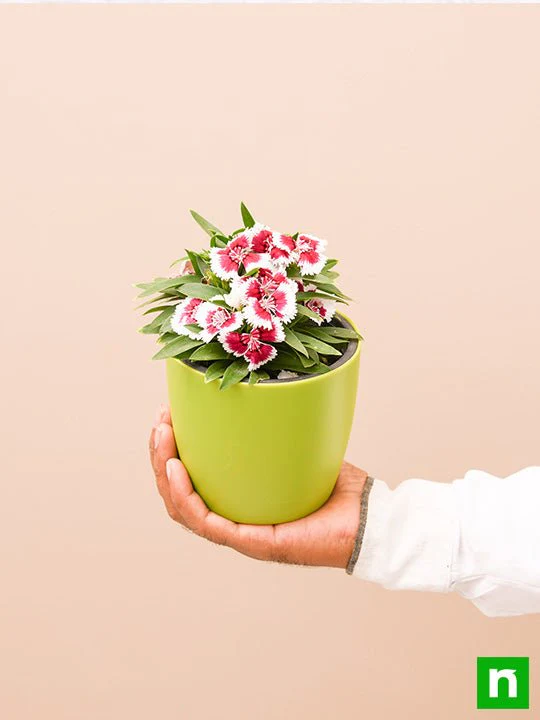 Dianthus (Pink White) - Plant - Image 6