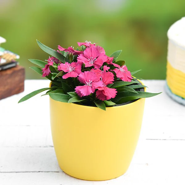 Dianthus (Dark Pink) - Plant