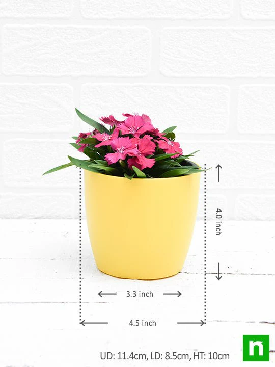 Dianthus (Dark Pink) - Plant - Image 3