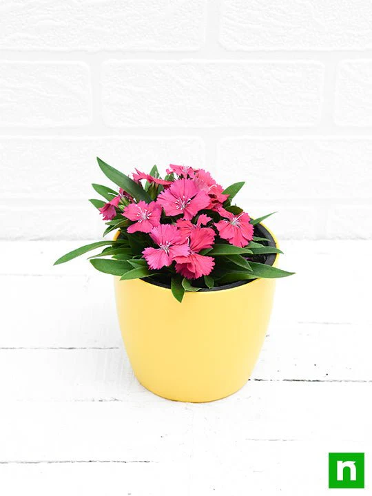 Dianthus (Dark Pink) - Plant - Image 4