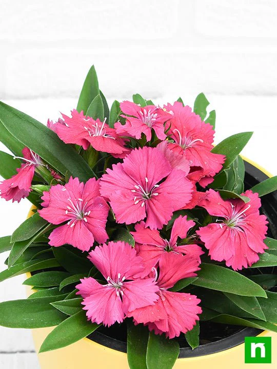 Dianthus (Dark Pink) - Plant - Image 5