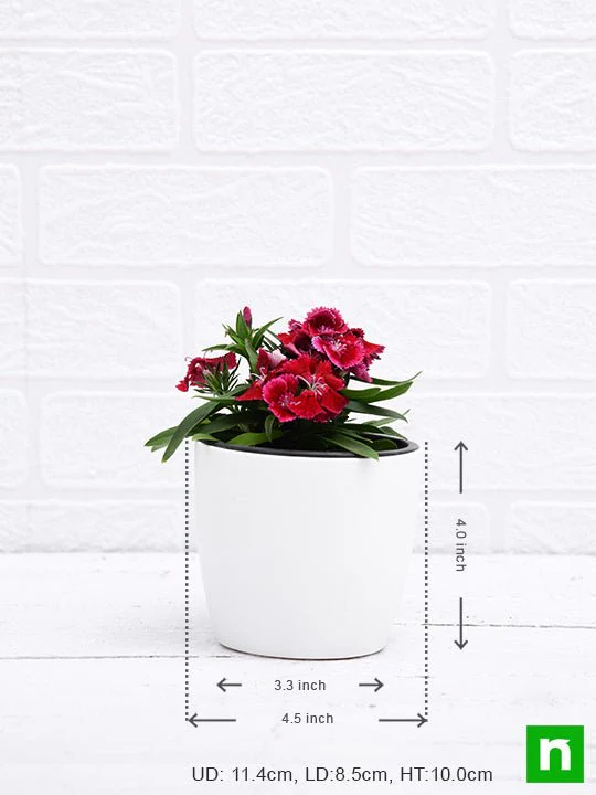 Dianthus (Red) - Plant - Image 3