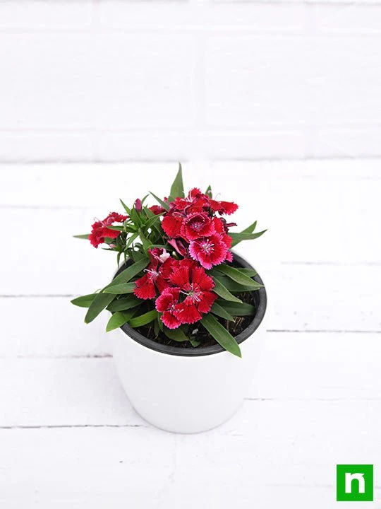 Dianthus (Red) - Plant - Image 4