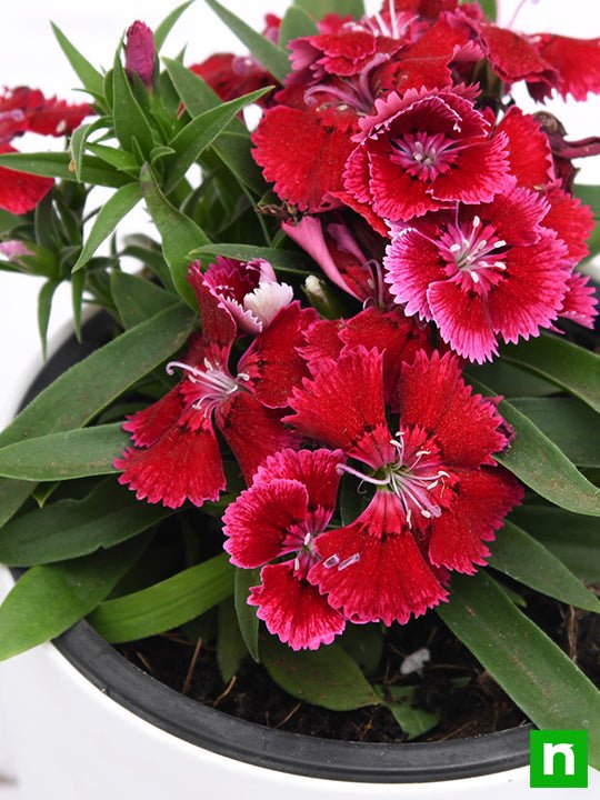 Dianthus (Red) - Plant - Image 5