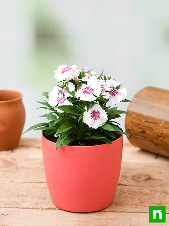 Dianthus (White Pink) - Plant - Image 2