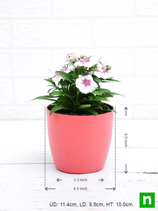 Dianthus (White Pink) - Plant - Image 3