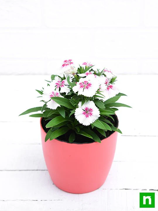 Dianthus (White Pink) - Plant - Image 4