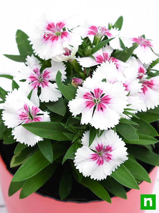 Dianthus (White Pink) - Plant - Image 5