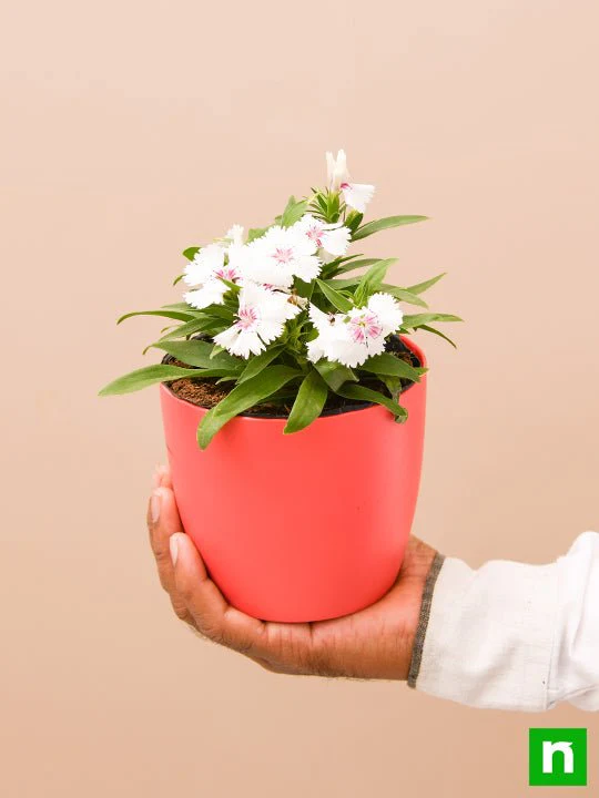 Dianthus (White Pink) - Plant - Image 6