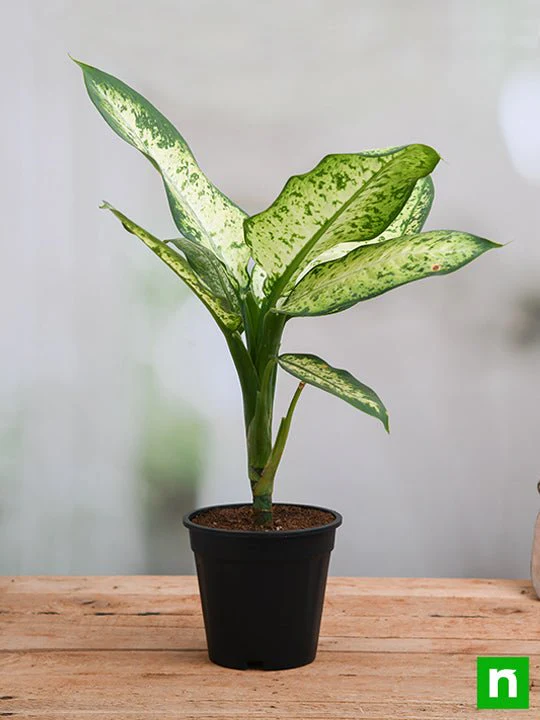 Dieffenbachia Amoena Tropic Snow - Plant - Image 2