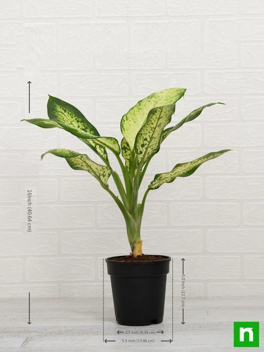 Dieffenbachia Amoena Tropic Snow - Plant - Image 3