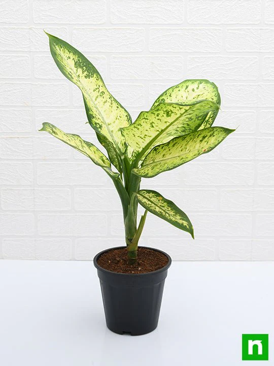 Dieffenbachia Amoena Tropic Snow - Plant - Image 4