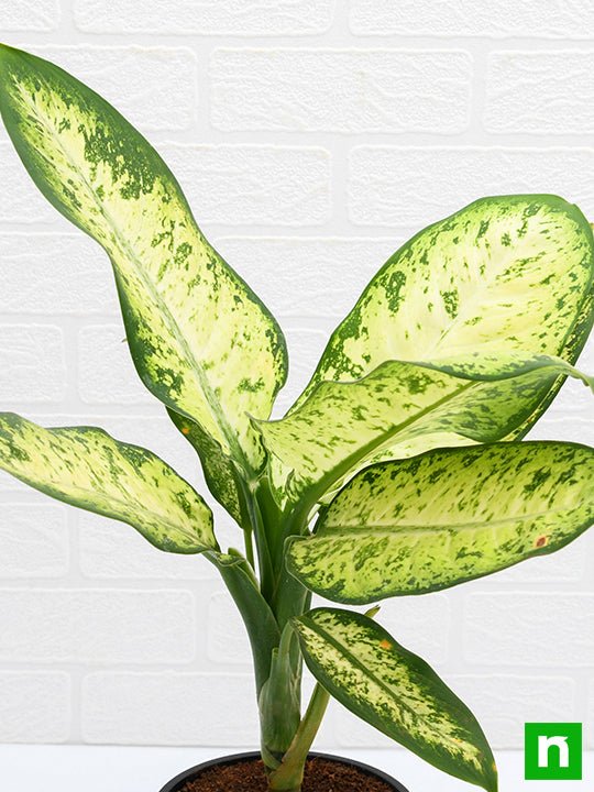 Dieffenbachia Amoena Tropic Snow - Plant - Image 5