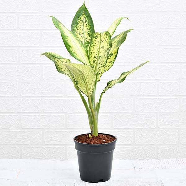 Dieffenbachia Camilla - Plant - Image 2
