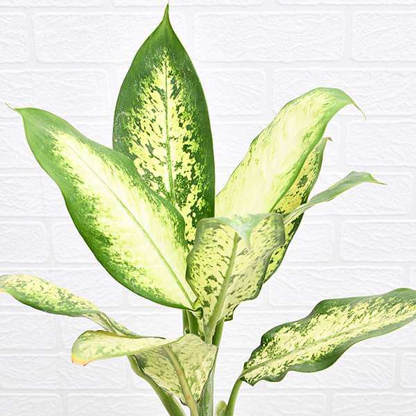 Dieffenbachia Camilla - Plant - Image 3