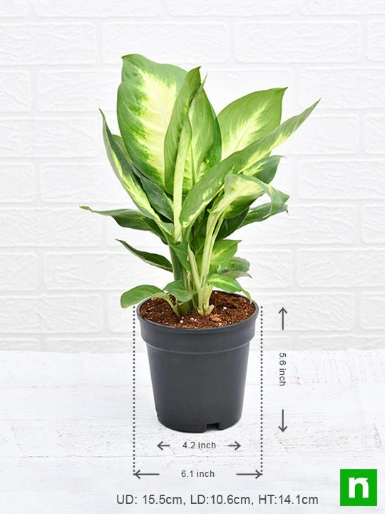 Dieffenbachia Maculata - Plant - Image 3