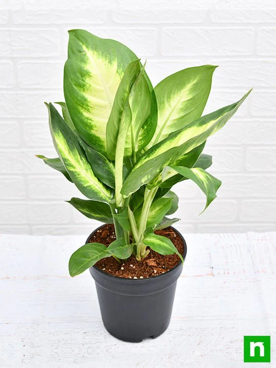 Dieffenbachia Maculata - Plant - Image 4