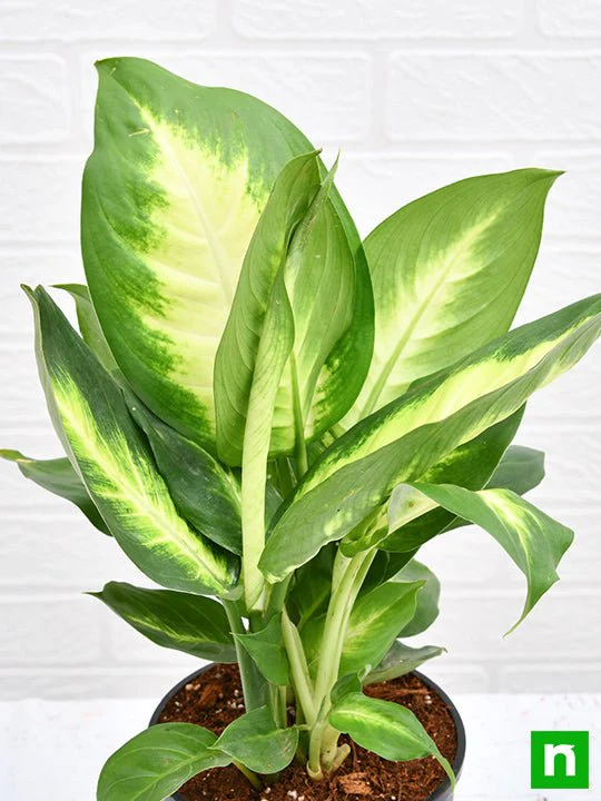 Dieffenbachia Maculata - Plant - Image 5