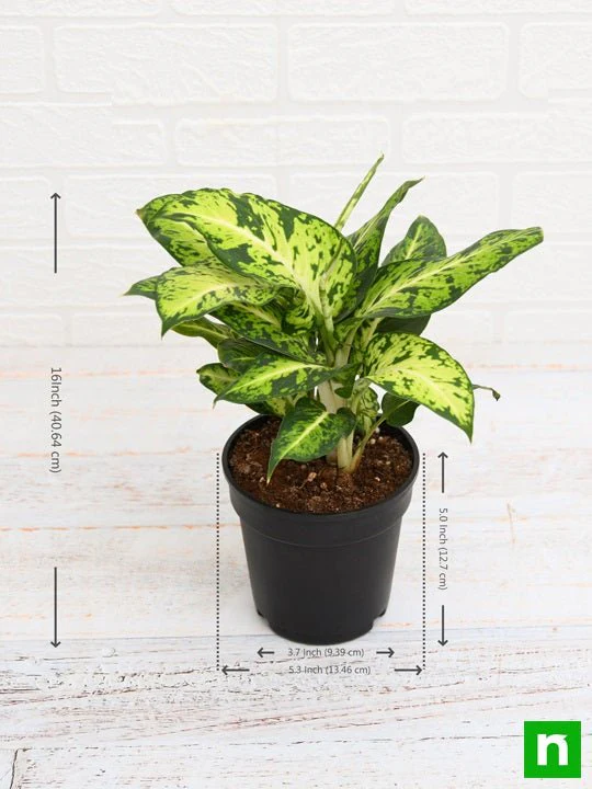 Dieffenbachia Mary - Plant - Image 2