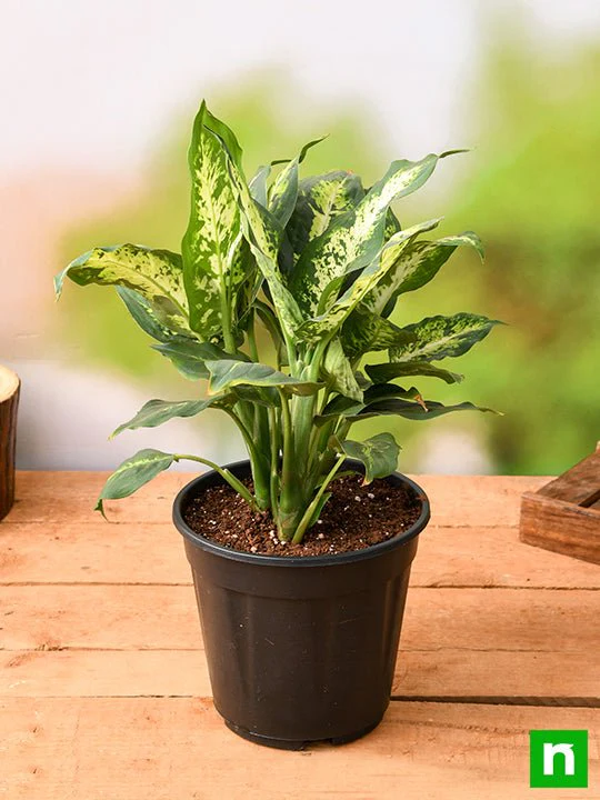 Dieffenbachia Sparkles - Plant - Image 2
