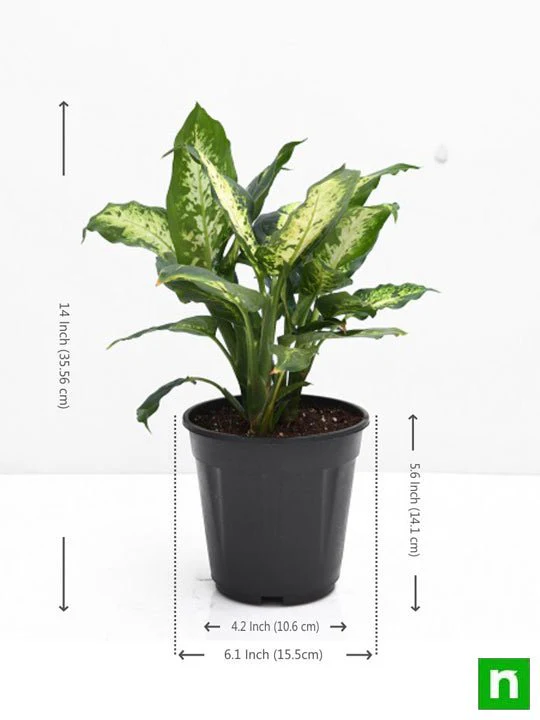 Dieffenbachia Sparkles - Plant - Image 3