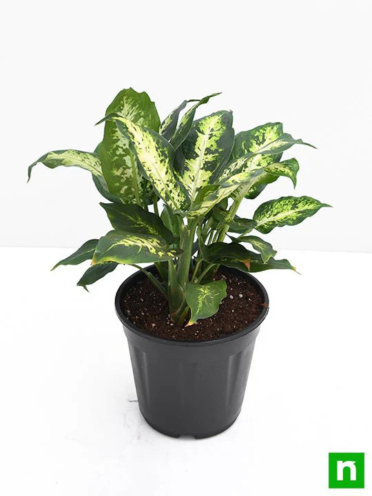 Dieffenbachia Sparkles - Plant - Image 4