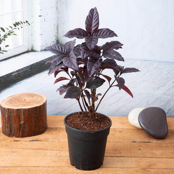 Diervilla Rivularis, Kodiak ( Black, Choclate) - Plant