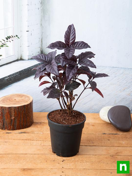 Diervilla Rivularis, Kodiak ( Black, Choclate) - Plant - Image 2
