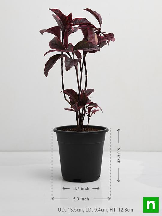 Diervilla Rivularis, Kodiak ( Black, Choclate) - Plant - Image 3