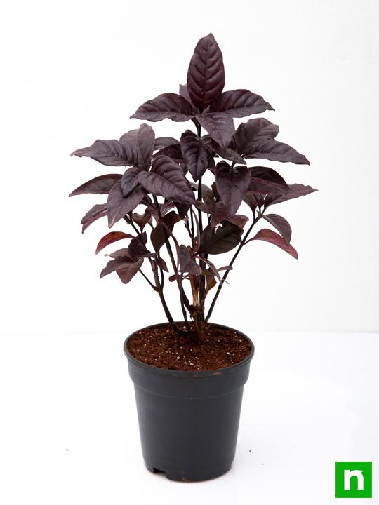 Diervilla Rivularis, Kodiak ( Black, Choclate) - Plant - Image 4