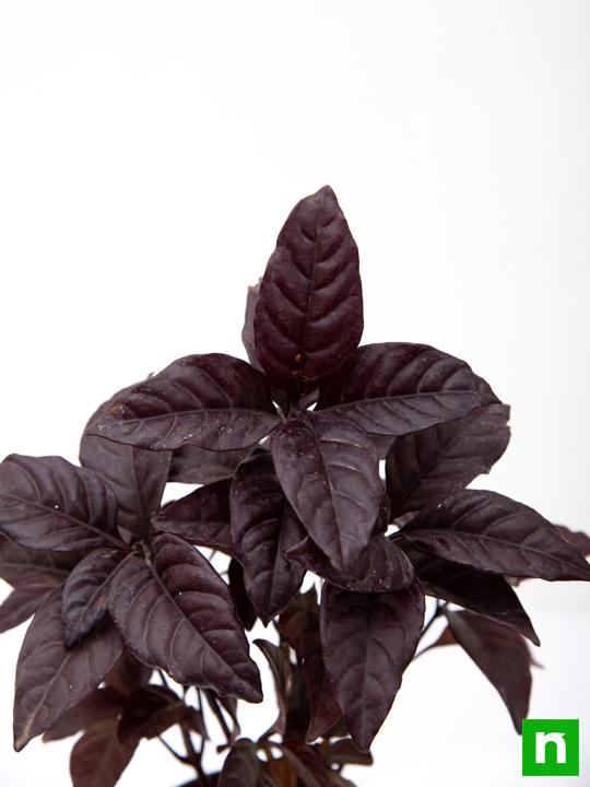 Diervilla Rivularis, Kodiak ( Black, Choclate) - Plant - Image 5