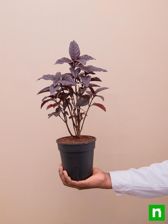 Diervilla Rivularis, Kodiak ( Black, Choclate) - Plant - Image 6