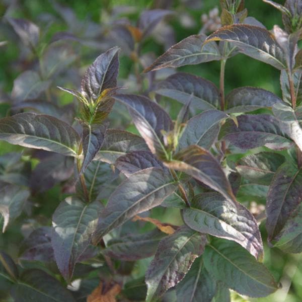 Diervilla Rivularis, Kodiak ( Green ) - Plant