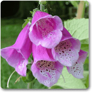 Digitalis spp. - Plant