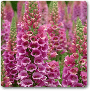 Digitalis spp. - Plant - Image 2