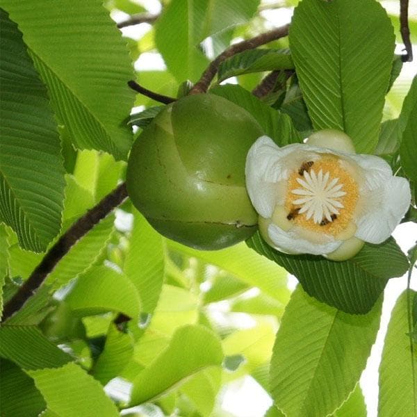 Dillenia Indica, Elephant Apple - Plant