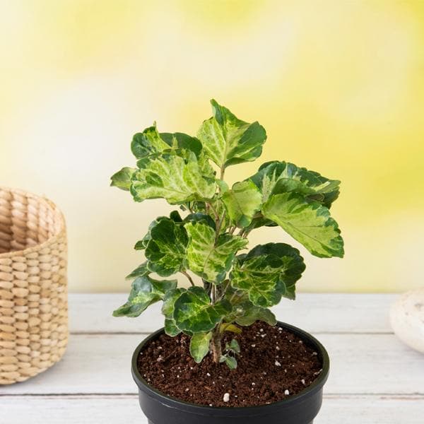 Dinner Plate Aralia - Plant