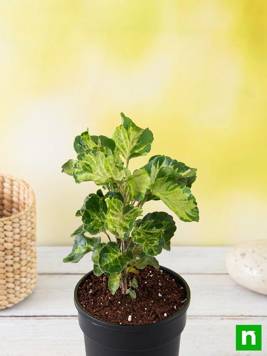 Dinner Plate Aralia - Plant - Image 2