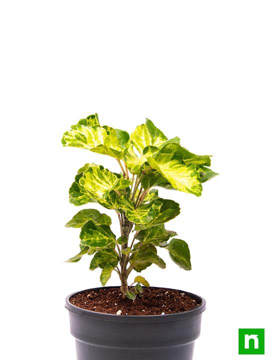 Dinner Plate Aralia - Plant - Image 3