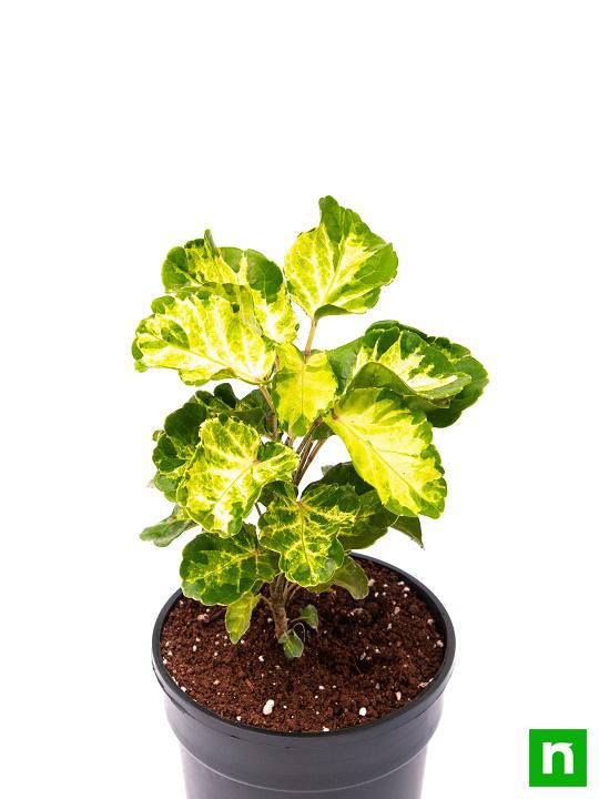 Dinner Plate Aralia - Plant - Image 4