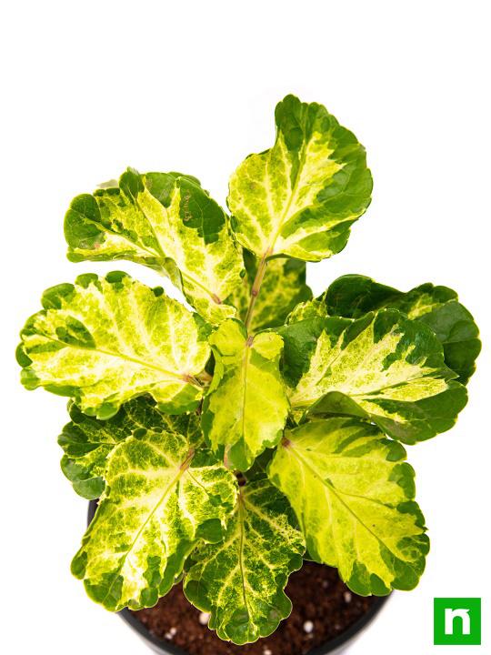 Dinner Plate Aralia - Plant - Image 5