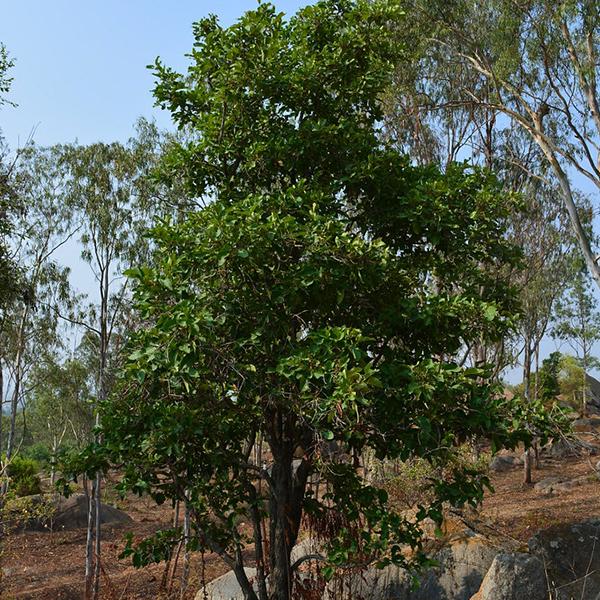 Diospyros Melanoxylon, Tendu - 0.5 kg Seeds - Image 2