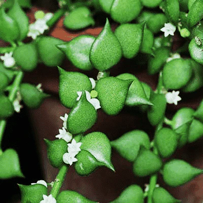 Million hearts plant, Dischidia ruscifolia (Green) - Plant
