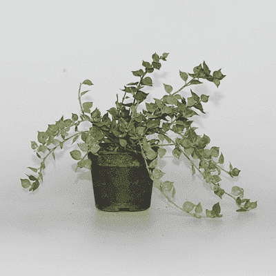 Million hearts plant, Dischidia ruscifolia (Green) - Plant - Image 2