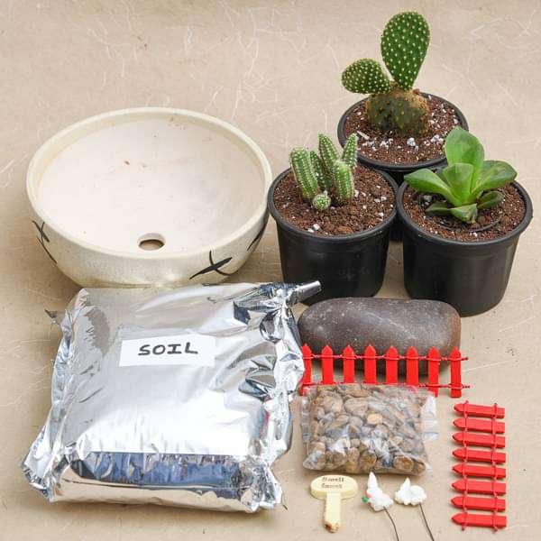 DIY Desert - Miniature Garden - Image 2