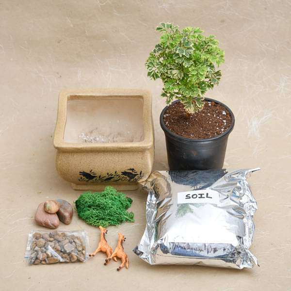 DIY Wildlife - Miniature Garden - Image 2